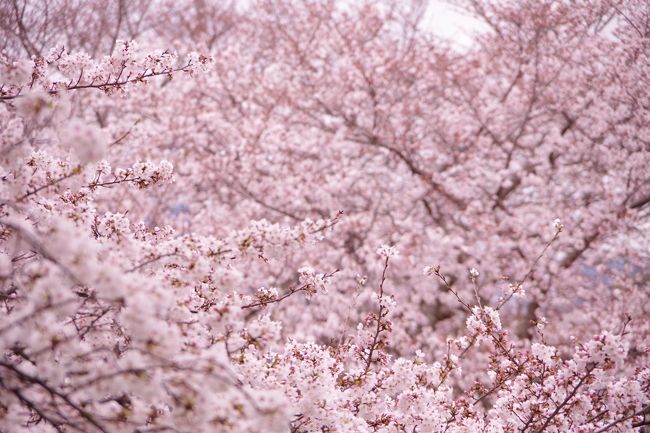 状況が状況なのですが、やはり桜は愛でたいわけで、車を走らせ桜のトンネルへ行ってきました。<br /><br />満開に見えるのですがまだまだ蕾も多くあり、満開手前という感じですので来週もなんとか楽しめそうです。