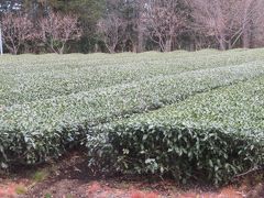 入間・狭山・飯能の公園を歩きました