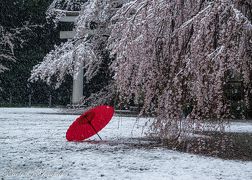桜隠しの日を楽しむ（１）　～宇都宮森林公園＆護国神社の桜と雪～