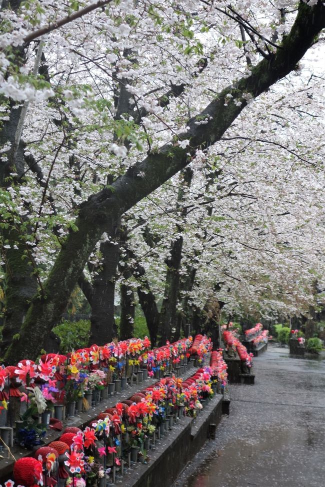 東京さぬき倶楽部は朝ご飯もさぬきうどんなんだって。<br />でも、今年の8月末に営業を終了しちゃうから、その前に一度行っとかなくちゃ。<br />sanuki-club.tokyo/<br />とは言え、土曜日に母の夕食を済ませてから、日曜日の昼食までの間にね。<br />それでもお風呂には3回も入って、ちょっとした温泉気分を味わいました。<br />だけど夜の雨が朝には霙、昼前には雪に変わって、桜咲く中季節が逆戻り。<br />なので東京さぬき倶楽部の最寄り駅が麻布十番にもかかわらず、三密を避ける為にも知らない所へは足を向けず、地図無しで歩ける港区の東側を抜けて帰る事にしました。<br />そんな天気の中を歩き回ったので、服も靴もグッショリになった上に、撮れたのは残念な写真ばかり( ノД`)<br />