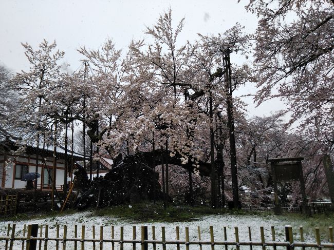 母から、数年前より、神代桜を見たいとリクエストされていた。<br />桜の時期に用事が重なって、実現しないまま。<br />「今年こそ」と意気込んでいたのだが、異常気象の影響で桜前線がおかしい。<br />東京が早くて、暖かい地方が遅い。<br />まさか地元より開花が早いなんて・・・想像出来なかった。<br />「そろそろかな」とネットでチェックしたら、既に満開。<br />週間天気予報で良さそうな日も無いし、仕方なく、混むことを覚悟して、日曜日に出掛けることに。<br />運転は息子に任せれば、休日でも大丈夫かな。<br />東京は外出自粛で、ちょっと後ろめたい気もしたけれど、地方から地方のドライブ花見なら、危険度も低いかと。<br /><br />結果的には、美しい雪景色を見ることができて大満足。<br />運転してくれた息子には、素直に感謝！<br /><br />コロナによる緊急事態宣言が全国に広がり、<br />人が移動すること自体が、危険との認識をもち<br />これ以降、買い物と近所での散歩以外の外出は控えています。<br />東京と違い、地方では、公園もスーパーもいつも通り。<br />富士山を眺めながらの川沿いの散歩でも、他の人と会うことは少なく、<br />庭の草取り、家庭菜園と、穏やかな日常生活を送っています。<br />旅行はできませんが、美しい自然の中で生活出来ることに、感謝の日々です。