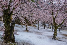 桜隠しの日を楽しむ（２）　～八幡山公園の桜と雪～