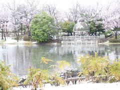 雪上がりの散り始めの満開の桜散策～雪がやんだあとはあっという間に溶け始めた春の幻想