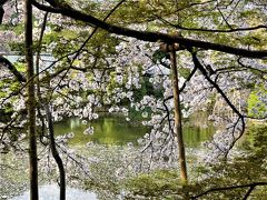 龍安寺の桜