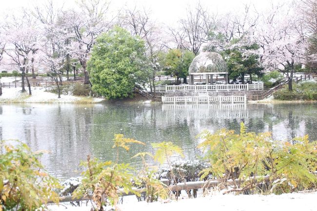 コロナ対策で関東での外出自粛と都市ロックダウンの懸念で息苦しい毎日が続く中。<br />天は思いがけないサプライズを見せてくれました。<br />我が家の近所で桜が満開になったのは昨日の土曜日。<br />でも、すっかり曇天だったので、目では楽しめぬものの、用事の合間に桜並木を車で通り過ぎただけでした。<br />やはり桜撮影は天気が良い日がいいから、この週末はもういいやと思っていたところでした。<br />そこへ、もうすぐ３月が終わろうという日曜日に、大粒の綿雪！<br />天気予報で雪マークが出ていたときは、せいぜいみぞれだろうと思っていましたが、実際には、昼過ぎまできれいな綿雪が降り続き、当たりは雪景色となりました。<br />こうなったら、雪と桜を見られるに違いない！<br />食料品を買いに行く途中、修景池のある公園の桜の様子を見に行きました。<br />ただ、あいにく、春の雪は溶けるのが早かったです。<br />雪がやんでから出かけたら、頭上から、ぼとん、ぼとんと、溶けた雪まじりの水滴に襲われながらの散策。<br />ただ、地面やアスファルトの水たまりに映った桜は、別世界への入口のようで、とても美しかったですし、静寂な雪景色の中の散り始めの桜景色は、この先、見る機会があるかどうか分からない、幻想的な世界でした。<br /><br />※メインの花見が再び近所の公園となったここ数年の旅行記<br />2020年３月24日＆３月26日<br />「ちょいと気の早かった近所の公園の桜散策～好天の気持ちの良い日を選んで」<br />https://4travel.jp/travelogue/11612631<br />2019年４月７日<br />「間に合った見頃のカッパ伝説のある近所の公園の桜～薄曇りの中でホワイトバランスを変えて遊びながら」<br />https://4travel.jp/travelogue/11478105<br />2018年３月25日<br />「満開まであと一息の桜散策～人混みに出なくてもゆっくり花見ができる近所の公園にて」<br />https://4travel.jp/travelogue/11342316<br />2017年４月８日＆４月10日<br />「薄曇りの桜満開の公園は幻想的な世界」<br />http://4travel.jp/travelogue/11231717<br /><br />※同じ近所の公園のこれまでの旅行記のURL集は末尾にまとめました。<br />