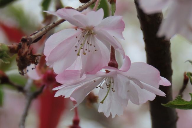 3月30日、午後3時過ぎにふじみ野市西鶴ケ岡地区を散策し、十月桜を見ました。　葉桜が進んでいましたが可憐で美しい花が見られました。<br /><br /><br /><br /><br />*写真は可憐で美しい十月桜