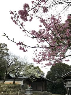 桜がきれいです。阿久比町のお寺（知多四国八十八の十三番～十七番札所）と神社など、ぶらり大人旅。その１