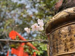 春休みの孫二人と２日間続けて紅葉山で花見と桜撮影をしました。