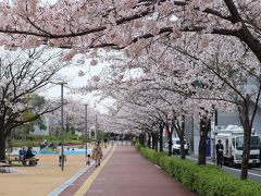 車窓から桜発見　ぶらり途中下車