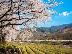 今年韓国旅行を断念した方に！慶尚南道の春をお届け&#9825;