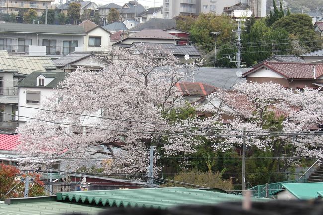 　桜の開花が早かった今年は3月の最終日（晦日）となり、柏尾川の桜は散り始めている。枝には葉が芽吹いているものも多く見られ、ここ横浜では染井吉野が終わりを迎えつつある。遅れて開花した大島桜や山桜は散り終わりを迎えつつあり、染井吉野の花の寿命が長かったことを感じる。そんな中で、開花が遅れた染井吉野でも満開を迎えている。<br />　今年は桜が満開となった3月28日（日）には都心でも雪が舞い積雪し、横浜でも雪が降った。土日の外出自粛が呼びかけられていた都内では閉園となった桜の名所も多くあり、花見の名所である上野公園でも染井吉野が植えられた桜通りは立入禁止となって花見の人出はなかった。そんな中で、目黒川の染井吉野を見に来た花見客は多かった。TVのインタビューに、「上野が閉鎖されていたので目黒に来た。桜に雪が積もって珍しい光景が見られた。」と答えている。たかが、染井吉野に、雪の中で花見をするものかと思ったが、わざわざ沖縄から来たと答えているので納得した。<br />　沖縄では桜の開花は染井吉野ではなく、自生している寒緋桜を標本木にしている。北の北海道は厳寒の地ではあるが、札幌管区気象台でも染井吉野を標本木にしている。なるほど、道南には染井吉野が植えられ、花を咲かせる。元々は、道内では蝦夷山桜（エゾヤマザクラ）が一般的な桜であろうか。しかし、沖縄では冬が暖かいために、開花のスィッチが入らず、休眠打破とはならないために染井吉野は開花しないのだという。なるほど。本州ではありふれた染井吉野でも沖縄県人にとっては雪と同じように珍しいものなのだ。<br />　本州人にとっては染井吉野は飽き飽きしているのが実情である。柏尾川にもおかめ桜などの別の品種を植えたり、あるいは他の場所でもクローン桜ではなく、実生（みしょう）の桜の苗を植え、長い桜の寿命を期待している場合もある。<br />　実生の桜の苗を植える場合に昔ながらの枝垂れ桜を選んでいる例が、高見の郷以外に中継（新潟県村上市）が見つかった。新潟では山奥の山村として知られる山熊田集落へ向かうと1つ手前の集落が中継だという。奈良の山奥や新潟の山奥でも枝垂れ桜の時代になり、染井吉野はその使命を果たしたといえるだろう。<br />（表紙写真は満開の染井吉野）<br /><br />　4月4日（土）の午後8時からNHK BS３で京都・醍醐寺の庭と思われる場所からの桜中継があった。たまたま10分程度見たが、その時に電話出演していた桜守として著名な佐野藤右衛門さんが、「桜は枝を枯らして大きくなる。染井吉野は桜（原木）の枝なので枯れる。」と述べていた。なるほど、実生（みしょう）の枝垂れ桜は何100年でも生きるが、クローンの染井吉野では40年とかで100年は持たない。実生桜には幹があり、クローン桜は枝であるという目から鱗のことを知って、得心できた。