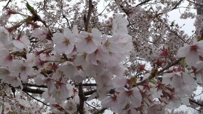 新型コロナウイルの影響で外出を自粛しています。<br />しかし、少しだけでも桜を見たくて、<br />しばし散策をしてみた。<br />田園都市線あざみ野駅周辺の桜の名所を<br />歩てみたので紹介します。<br />もう葉桜になっていましたが、桜を見ることが出来て<br />しばし幸せ。