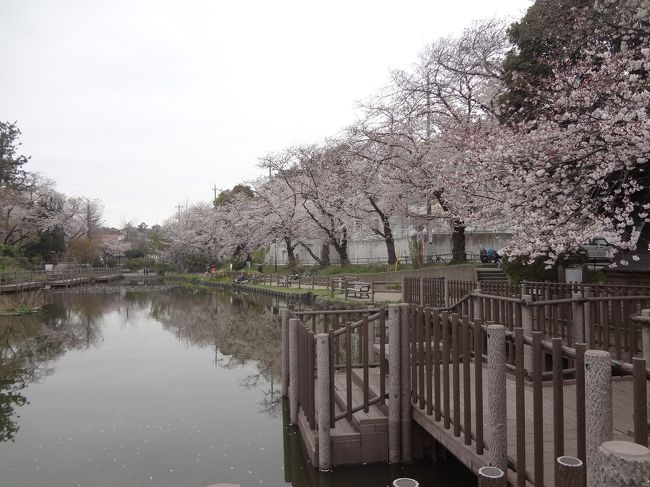 ３つの密を守りながら、恒例の桜を楽しんだ小旅行です。<br />早朝の東急東横線沿線はひとに会うのも珍しく、誰とも話すチャンスはありませんでした。<br />桜は満開。<br />水面に移る桜も満開