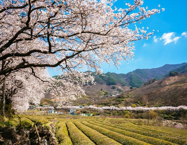 日本や韓国、世界中で落ち着かない日々が続いているこの頃･･･<br />しかし、慶尚南道に春は確実に訪れています。<br /><br /> <br />春と言えばやはり草花の季節ですよね。<br />自然の多い慶尚南道には、春の草花たちを楽しむ絶好のスポットがたくさん！<br /><br /><br />今日はこの春韓国旅行を断念した方たちのために、写真で慶尚南道の春をお届けしようと思います！<br />(※写真は昨年のものです)