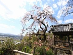 地蔵禅院しだれ桜2020