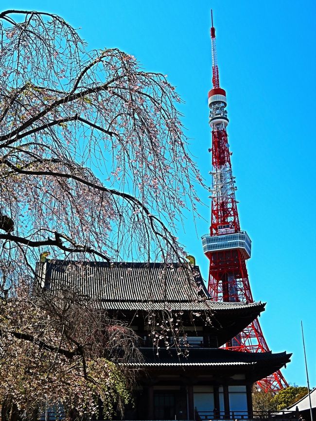 増上寺は、東京都港区芝公園四丁目にある浄土宗の仏教寺院。三縁山広度院増上寺（さんえんざん こうどいん ぞうじょうじ）と称する。 <br />通説では天正18年（1590年）、徳川家康が江戸入府の折、たまたま増上寺の前を通りかかり、源誉存応上人と対面したのが菩提寺となるきっかけだったという。一時日比谷へ移った増上寺は、江戸城の拡張に伴い、慶長3年（1598年）、家康によって現在地の芝へ移された。 <br />また、徳川家の菩提寺であるとともに、檀林（学問所及び養成所）がおかれ、関東十八檀林の筆頭となった。<br />徳川幕府の崩壊、明治維新後の神仏分離の影響により規模は縮小し、境内の広範囲が芝公園となる。 太平洋戦争中の空襲によって徳川家霊廟、五重塔をはじめとした遺構を失う大きな被害を受けた。 <br />東京タワーの建設時、増上寺は墓地の一部を土地として提供している。 <br />（フリー百科事典『ウィキペディア（Wikipedia）』より引用）<br /><br />増上寺　については・・<br />https://www.zojoji.or.jp/<br /><br />芝公園（しばこうえん）は、東京都港区にある公園である。一般的に、都立芝公園と港区立芝公園の総称。また、「芝公園」は港区の町名でもある。　　<br />芝公園は増上寺を中心とした緑地帯（都立公園）であり、1873年（明治6年）の開園と、東京都内でも上野恩賜公園などと並ぶ古い公園である。元々は増上寺境内の敷地を公園としていた。しかし戦後の政教分離の考えにより、増上寺の敷地とは独立して宗教色のない都立公園として新たに遊具や運動施設などが設けられ、整備された。そのため、現在の公園の敷地は増上寺を取り囲むような形状になっている。 <br />公園内にホテル、学校、図書館などの施設が点在するほか、グラウンドや散策路などがあり広大な公園施設となっている。<br />東端には港区役所、西端には東京タワーが建ち、特に東京タワーを正面に望む東側の散策路はデートスポットとして、ロケ撮影地として親しまれる。 　<br />（フリー百科事典『ウィキペディア（Wikipedia）』より引用）<br /><br />芝公園　については・・<br />https://www.tokyo-park.or.jp/park/format/index001.html<br />http://shiba-italia-park.jp/shiba/<br />https://haveagood.holiday/articles/542<br />