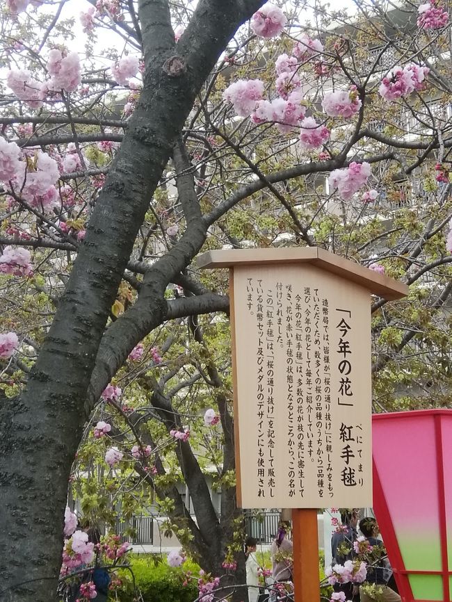 大阪の春の花見の一大イベントである造幣局の桜の通り抜けが、２０１９年は４月９日から１５日まで開催されました。造幣局の南門（天満橋側）から北門（桜宮橋側）までの約５６０メートルを一方通行で、桜をめでるので、通り抜けということなのでしょう。今年は、１３４種３３８本の桜ということで、造幣局の桜は、八重桜・枝垂れ桜主体です。造幣局の外側の大川沿いの桜並木は、ソメイヨシノ主体なので、例年は、ソメイヨシノが散った後に、枝垂れ桜が見ごろでしたが、今年は、満開の見ごろがほぼ重なり、ソメイヨシノと枝垂れ桜が一緒に見れるという幸運の年でした。<br />例年、今年の花ということで、１種類の桜が選ばれますが、２０１９年は「紅手毬」という品種が選ばれていました。