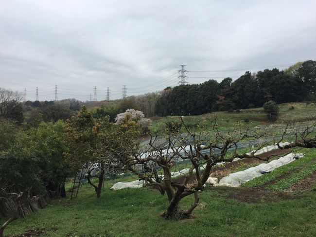 川崎市の北には、まだ自然がいっぱい。このコースは、川崎市のHPにも掲載されています。小田急線のはるひ野駅からよこやまの道に行き、そのあと里山のある黒川地域を訪れます。曇り空で、少し寒い日でしたが、防寒対策はしっかりとして、歩きました。一番よかったのは、どこでも満開の桜が見られたことです。