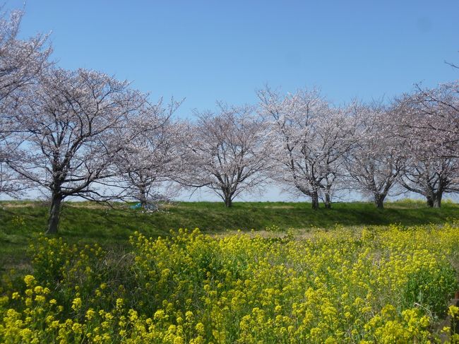 天気がいいので桜が見られるかと思い再度佐野市へドライブに行きました。江戸川沿いの野田市付近は土手に菜の花がきれいでした。途中で埼玉県、栃木県、群馬県の「三県境」に立ち寄りました。特に観光地というわけではありませんが立ち寄る人が多いようで手作りの案内板がありました。<br />渡良瀬川の近くで桜と菜の花がきれいな場所があったので寄り道をして一人で花見をしました。佐野市に着いて道の駅どまんなかたぬまへ行き、次に万葉自然公園でかたくりの群生を見ました。今回は高速道路を使わなかったので時間がかかりました。
