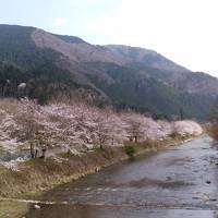 2018年・京都大原・春・桜