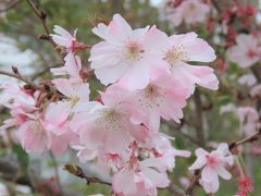 葉桜前の美しい冬桜