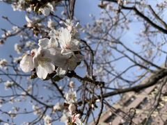 秋田市の桜咲く