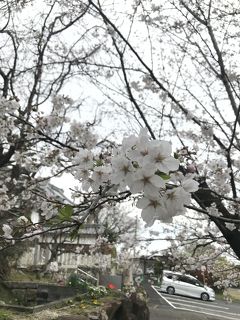 桜がきれいです。阿久比町のお寺（知多四国八十八の十三番～十七番札所）と神社など、ぶらり大人旅。その2