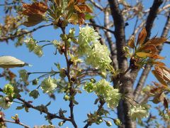 新宿御苑(3)にソメイヨシノの後に咲く桜を見に行きました