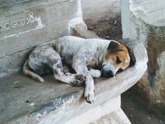 犬とミャンマーと私～愛すべきミャンマーの犬たち、猫たち～【１】