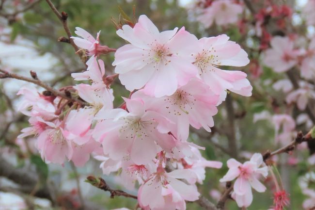 3月30日、午後2時半頃にふじみ野市の亀久保西公園に行き、葉桜前の冬桜を見ました。　美しく華麗に花が咲いていました。<br />昨年の10月後半より開花してから、約半年間の間、美しくも可憐な花を見せてくれました。感謝したいくらいです。<br /><br /><br /><br />*写真は美しく可憐に咲いている冬桜の花