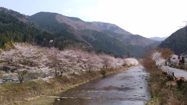 東京から高速バスに乗って京都へ行きました。<br />一度訪れてみたかった京都大原の朝市です。<br /><br />夜桜見物中に、自宅からのSOSが入りました。<br />家族の調子が悪いので、病院に連れて行かなくては!<br />ということで、翌日の朝に帰ることに。<br /><br />慌てるとダメですね・・・。カメラを失くしました。<br />スマホだけでは足りないかと、小さなカメラも同行していたのですが、どこで失くしたのか・・・荷物の中にありませんでした(大泣)<br /><br />それでも家族の病状が思ったより軽く、その後回復したので、<br />めでたし~めでたし「バタバタ旅」です。<br />