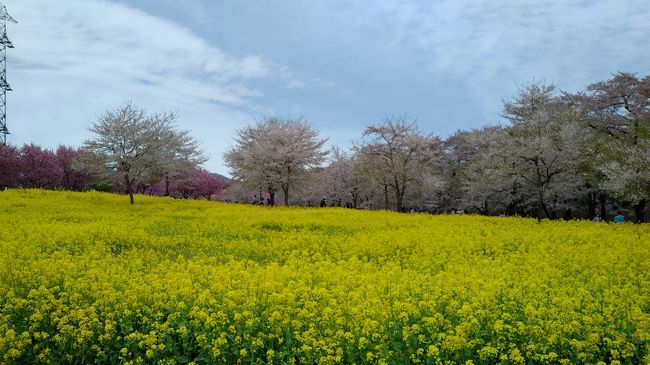京都から群馬まで桜を追う18きっぷ旅(その4)