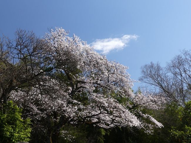 「受楽寺」のサクラ_2020_３月２５日：３～５分咲きくらいですが綺麗でした。（群馬県・太田市）