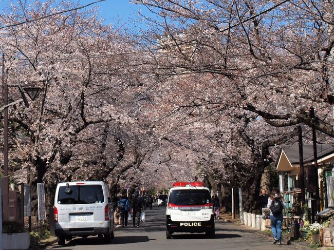 お花見はご近所で♪―谷中霊園と天王寺―