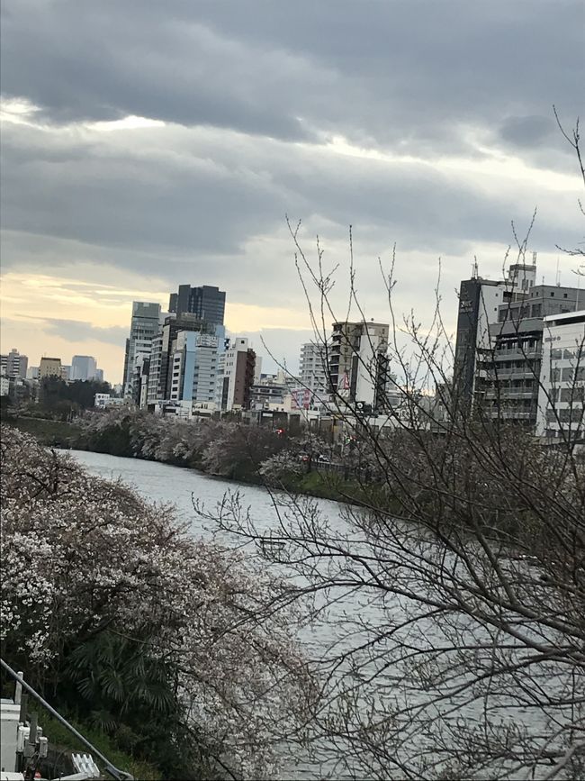 週末外出自粛のお願いの出た金曜日、どうしても行かなければいけない用事があり、神楽坂へ。用事を済ませ、歩きながら桜の花を見てかえりました。