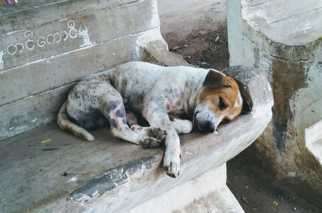 犬とミャンマーと私 愛すべきミャンマーの犬たち 猫たち １ ミャンマーの旅行記 ブログ By 旅好きのちゅらさん フォートラベル