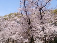 桜の記憶2020－新型コロナ禍の中で