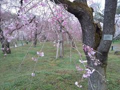 京都植物園の四季-その2（桜）