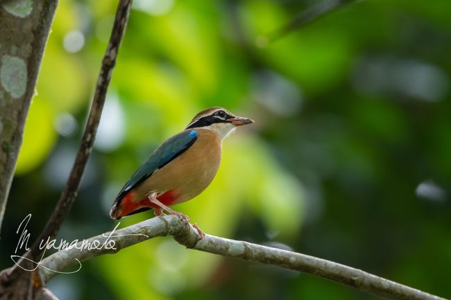 この探鳥は、Sri Lankaの固有種34種を一度に全部撮影することを目的にで行ってきました。<br /><br />12月9日　日本発（私は羽田、同行者は関空から出発）、24時過ぎにコロンボ空港で集合し。10日午前1時空港近くのホテルにチェックイン。<br />12月10日　ガイドが午前8時過ぎにホテルに。Kitulgalaのロッジ（Kitulgala Resort　Lodge)にチェックイン。<br />12月11日　ロッジ付近で探鳥<br />12月12日　早朝、探鳥、朝食後、次の探鳥地、Nuwara EliyaのGalway　Heightsにチェックイン。車で探鳥地に。<br />12月13日　早朝Horton-PlainN.Pで探鳥。午後、ホテルに戻り付近を探鳥。<br />12月14日　早朝、Victoria　Parkで探鳥後、ロングドライブでTissaで探鳥。夜、Usawarawa のCentauria　Hotelにチェックイン。夜も探鳥。<br />12月15日　早朝、 UsawaraweのElephant　Safariで探鳥後、Sinharajaの探鳥センター。ジープでForest Lodgeにチェックイン。<br />12月16日　午前中、Lodge付近で探鳥。午後～夜、ジープで下りながら探鳥。ナイトバーディング。宿は同じロッジ。<br />12月17日　早朝、チェックアウト後、 Sinharajaの村の民家で探鳥、センターに。昼食後、空港近くのガイドの住んでいる街の池で探鳥、夕食後空港に  深夜に各自、成田、関空へのフライトで18日に日本帰国<br /><br />No1の本編は、出国～Kitulgalaでの探鳥を終了し、Nuwara Eliyaに行くまでの道までの記録です。