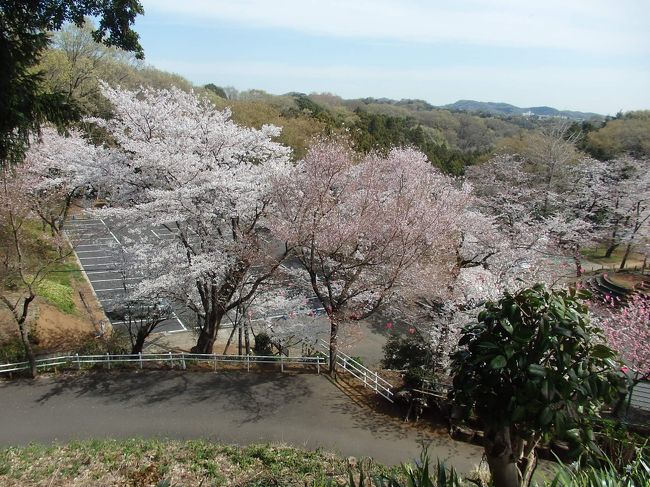 　低山歩き　　　神奈川県厚木市　白山(3)   標高284Ｍ（標高差160Ｍ）　　全工程　1時間29分　　長谷寺駐車場～(3分)観音堂～(30分)白山展望台～(32分)長谷寺駐車場<br />「日時」2019年4月5日　晴れ<br />「アクセス」田園都市線二子玉川駅に集合しレンタバスで長谷寺駐車場に向かう（二子多摩川駅より所要1時間21分）<br />