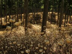 夜空の星のように咲く美杉の新名所のミツマタと茶畑の一本桜♪