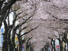 桜通りの桜のトンネルその後