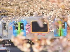 西武新宿線沿線に咲き広がる満開な桜の風景を探しに訪れてみた