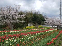 コロナ対策で車中からの花見（高田千本桜・佐保川・平常宮跡）＆母と近所の桜とチューリップを見にお散歩♪