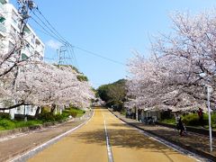 ２０２０年 春 福岡市 桜名所巡り【シェアサイクル利用で西公園に移動編】