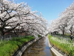 2020年　いつもと違う春　桜が満開なのに・・・　危機に瀕する日常