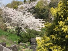 折るだけで作れる激安マスクをつけて南大阪(寺ヶ池公園)の桜と温泉
