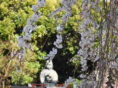 2020京都の桜　その１～西陣と御所まわり