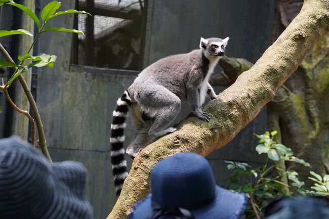シンガポールの動物園&水族館を網羅すべく4泊7日のひとり旅をしてきました。<br /><br /> 0日目:羽田空港(https://4travel.jp/travelogue/11547983)<br /> 1日目:チャンギ空港→市街地(https://4travel.jp/travelogue/11573862)<br /> ≪River Safari≫ https://4travel.jp/travelogue/11576145<br /> https://4travel.jp/travelogue/11580253<br /> https://4travel.jp/travelogue/11581860<br /> https://4travel.jp/travelogue/11582479<br /> 夕食→ホテル(https://4travel.jp/travelogue/11583266)<br /> 2日目:街歩き→セントーサ島(https://4travel.jp/travelogue/11586379)<br /> ≪S.E.A Aquarium≫<br /> 難破船→南米(https://4travel.jp/travelogue/11587050)<br /> カリブ海→大水槽(https://4travel.jp/travelogue/11589782)<br /> クラゲ→出口(https://4travel.jp/travelogue/11591341)<br /> セントーサ島観光(https://4travel.jp/travelogue/11595026)<br /> 3日目:≪Singapore Zoo≫<br /> 入園→キホオテナガザル(https://4travel.jp/travelogue/11602397)<br /> ホワイトタイガー→Splash Safari<br /> (https://4travel.jp/travelogue/11606334)<br /> オランウータン→RepTopia<br /> (https://4travel.jp/travelogue/11611439)<br />今ココ→ ワニ→Fragile Forest<br /> Wild Africa→Frozen Tundra<br /> (https://4travel.jp/travelogue/11616322)<br /> RAINFOREST Fights Back SHOW→elephant presentation<br /> (https://4travel.jp/travelogue/11617019)<br /> 夕食→Thumbuakar Performance<br /> (https://4travel.jp/travelogue/11618407)<br /> ≪Night Safari≫<br /> トラム(https://4travel.jp/travelogue/11619105)<br /> Creatures of the Night Show<br /> (https://4travel.jp/travelogue/11619557)<br /> 徒歩コース(https://4travel.jp/travelogue/11620870)<br /> 4日目:ブギス→オーチャード(https://4travel.jp/travelogue/11623177)<br /> マリーナベイサンズ周辺(https://4travel.jp/travelogue/11627725)<br /> 5日目:≪Jurong Bird Park≫ https://4travel.jp/travelogue/11628914<br /> https://4travel.jp/travelogue/11633369<br /> https://4travel.jp/travelogue/11636923<br /> https://4travel.jp/travelogue/11638783<br /> https://4travel.jp/travelogue/11639549<br /> https://4travel.jp/travelogue/11639824<br /> https://4travel.jp/travelogue/11641187<br /> 6日目:チャンギ空港→羽田空港(https://4travel.jp/travelogue/11641860)<br /> まとめ:お土産、費用(https://4travel.jp/travelogue/11644022/)