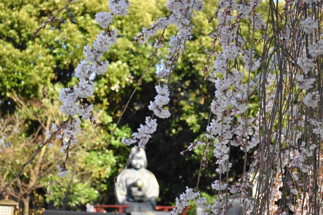 2020年3月、春分の日前後の京都の桜。枝垂れ桜を中心に、西陣から御所、そして円山公園などを巡りました。合間に、にこらとおがわで蕎麦前&蕎麦。<br /><br />・千本釈迦堂の「おかめ桜」<br />・平野神社の「魁」といろんな桜、ご神木<br />・北野天満宮<br />・西陣 にこらで夕食<br />・翌日は京都御苑の「近衛の桜」、御所内に枝垂れ、「出水の桜」など<br />・夕方の円山公園、枝垂れ桜<br />・八坂神社、厄神社の茅の輪<br />・次の日のお昼 おがわで食事<br />・上品蓮台寺の枝垂れ桜<br /><br />表紙写真は、千本釈迦堂のおかめ桜とお亀像